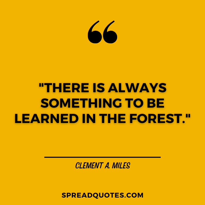 Forest-quotes-about-learning