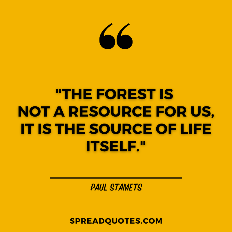 Forest-quotes-about-life