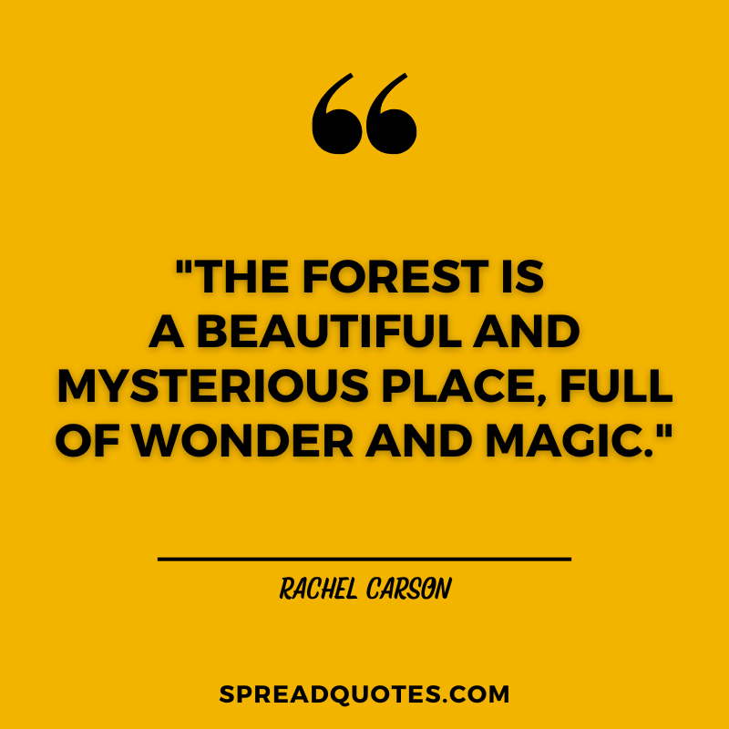 Forest-quotes-about-magic