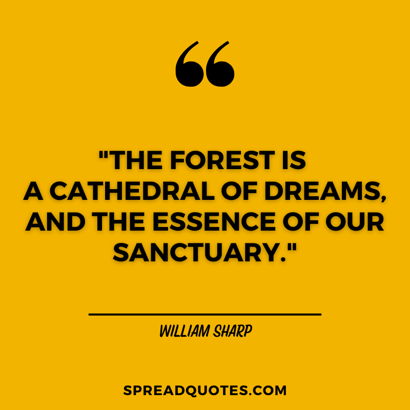 Forest-quotes-about-sanctuary