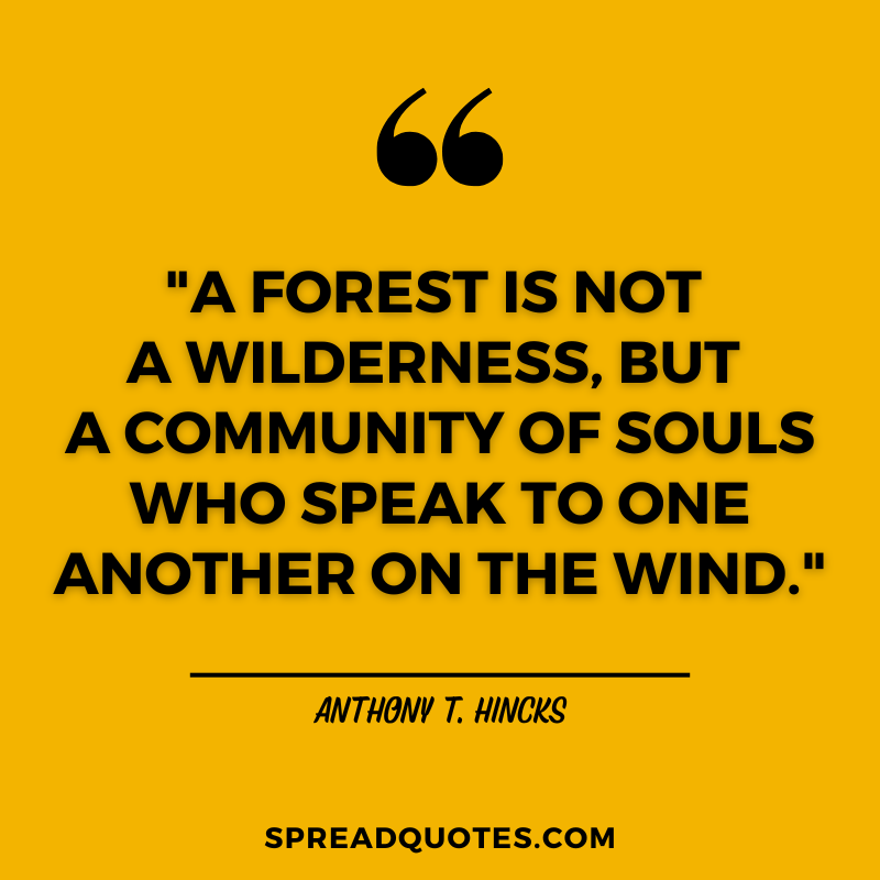 Forest-quotes-about-wilderness