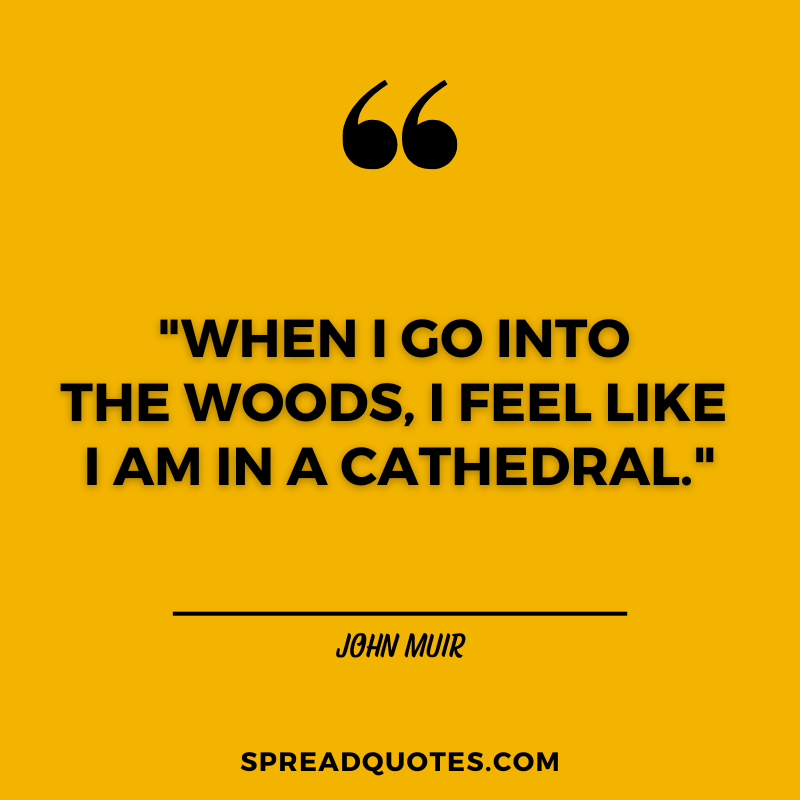 Forest-quotes-about-woods